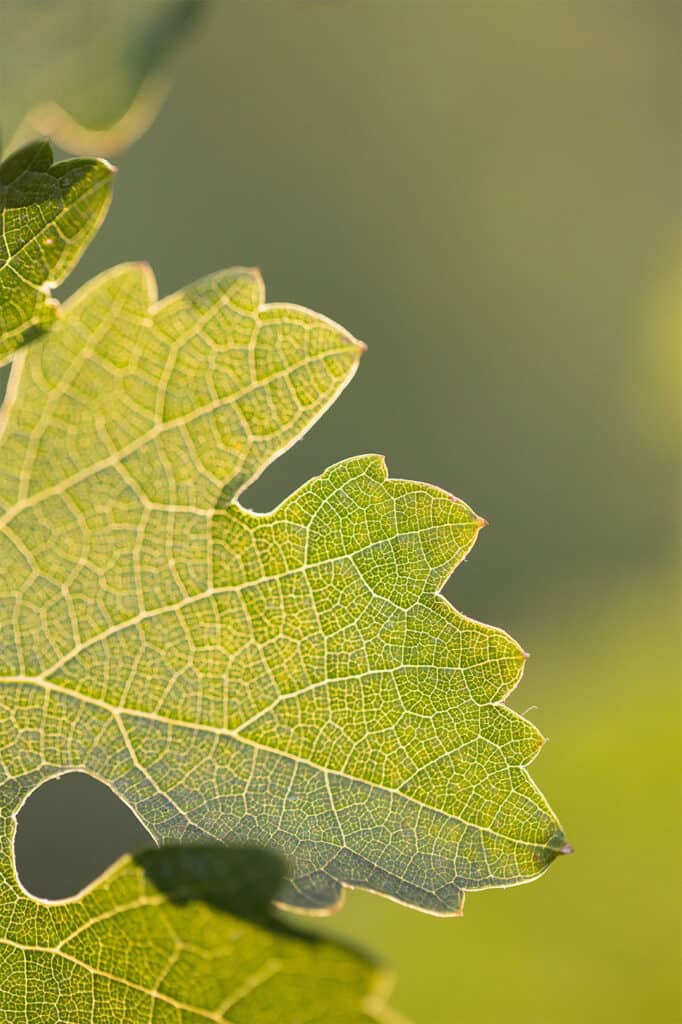 Vine Leaf